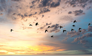 flock of birds - Powered by Adobe