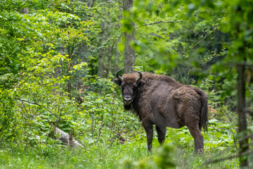 European Bison (Bison bonasus). The Bieszczady Mountains, Carpathians, Poland.