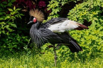 portrait of a black crowned crane