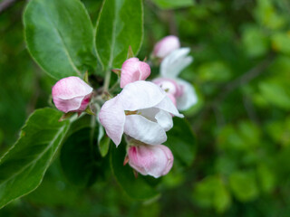 pink and white flowers