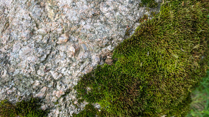 green moss on the stone