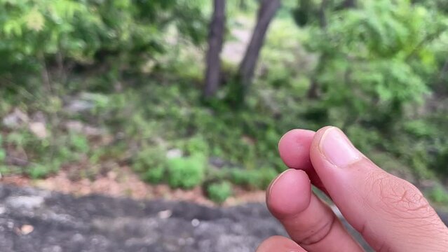 Monkey hand grabbing sweet gummy jelly ball from person&rsquo;s hand close up outdoor nature view slow motion. Male hand feeding hungry monkey fingers touching food. Beautiful mountain forest landscape