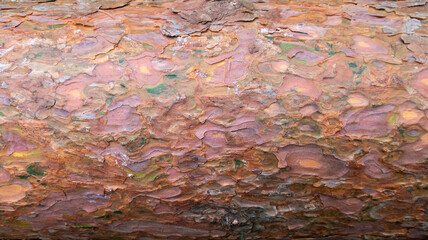 texture of a bark