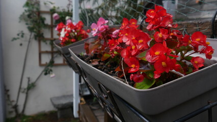 Des fleurs rouges et blanches posées dans des grands pots ou jardinières, au bord d'un balcon en bois, début saison de printemps 