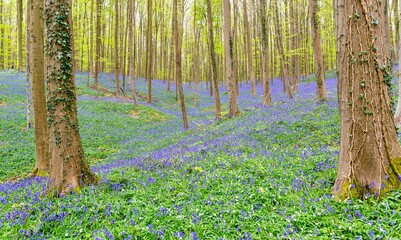 Bluebell Forest in Belgium
