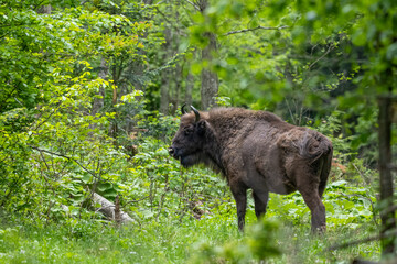 European Bison (Bison bonasus). The Bieszczady Mountains, Carpathians, Poland.