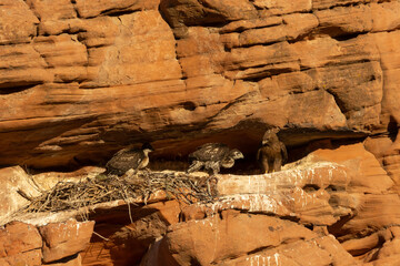 An adult Red-tailed hawk and two chicks are perched on the red sandstone ledge the nest is built...