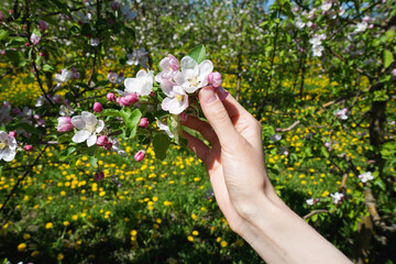 Blossoming apple orchard in spring and young femele hand, close-up. Female manicure.