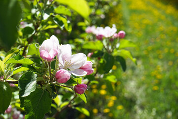 Blossoming apple orchard in spring, space for text, close-up. Apple tree blooming with flowers.