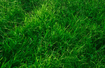 green grass background