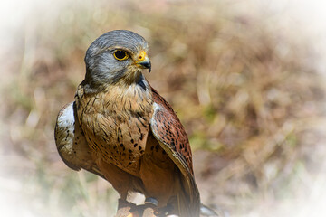 Falke, Hintergrund, Vogel, Natur