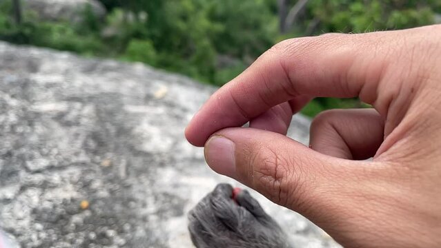Monkey hand grabbing sweet gummy jelly ball from person&rsquo;s hand close up outdoor nature view slow motion. Male hand feeding hungry monkey fingers touching food. Beautiful mountain forest landscape