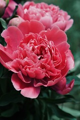                   bouquet of beautiful peonies in the garden