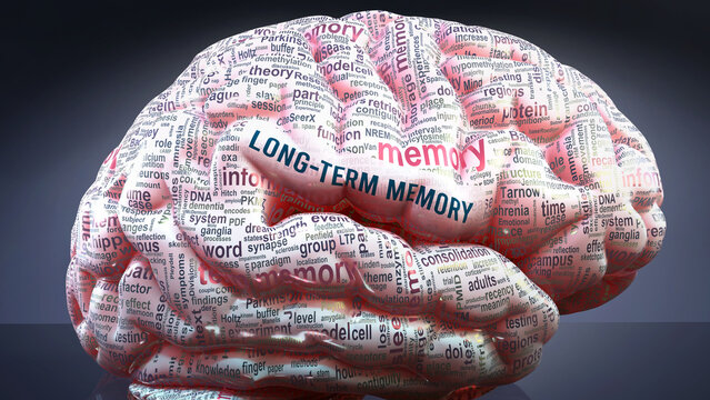 Long Term Memory In Human Brain, Hundreds Of Terms Related To Long Term Memory Projected Onto A Cortex To Show Broad Extent Of This Condition,3d Illustration