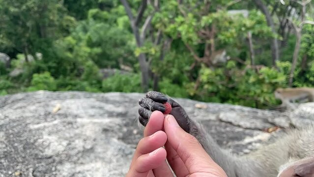 Monkey hand grabbing sweet gummy jelly ball from person&rsquo;s hand close up outdoor nature view slow motion. Male hand feeding hungry monkey fingers touching food. Beautiful mountain forest landscape