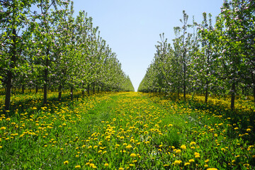 Blossoming apple orchard in spring. Young apple orchard garden in springtime with beautiful field of blooming dandelions.