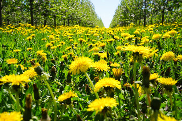 Blooming field of dandelions, close-up. Blossoming apple orchard in spring.