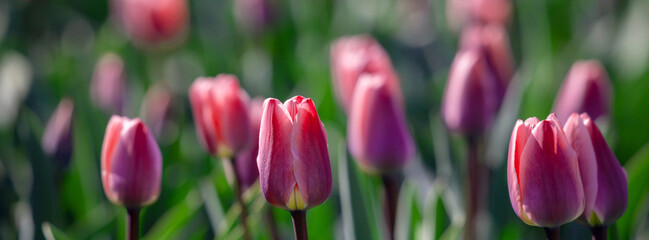 Fototapeta premium Field of red tulip flowers.