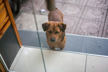 jack russell terrier puppy