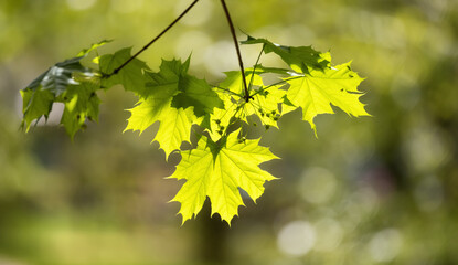 Green Vibrant Tree. Sunny Spring Day. Canadian Nature Background. Taken in Vancouver, BC, Canada.