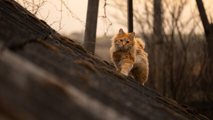 Red bobtail cat walks on the roof of an old house