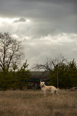Portrait of a dog in cloudy weather