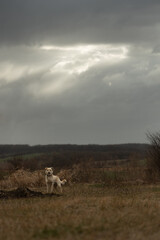 Portrait of a mongrel dog in cloudy weather