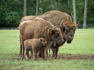 Naklejka na ściany i meble Bison bonasus, bison d'Europe dans une prairie
