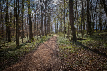 renaissance de la Forêt