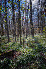 renaissance de la Forêt