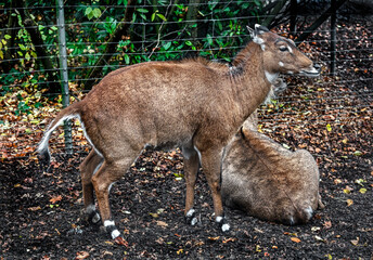 Nilgai antelope near the fence. Latin name - Boselaphus tragocamelus