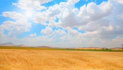 Fototapeta na wymiar Beautiful summer landscape with wheat field 