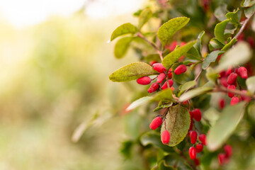 Fresh red ripe barberry berries on a bush in the warm rays of the setting sun (sunrise). Space for text.