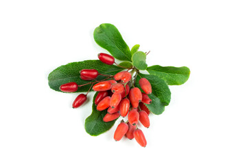 Ripe red barberry berries on a branch with green leaves on a white isolated background close-up.