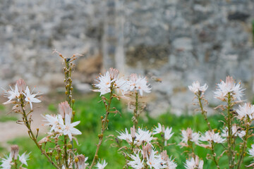 macro spring flowers in the green field on defocused natural green background