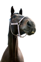 Dark brown horse head portrait