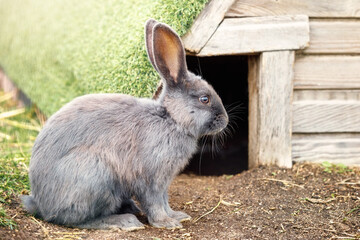 A gray big rabbit with straight ears squats outside near his habitation in summertime.