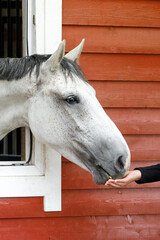 The gray horse comes out the window of the stables, eating food from the girl's hand. Photo of the head profile of a eating horse