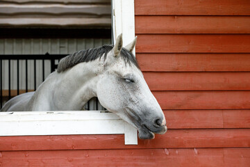 Beautiful purebred white horse protruding his head through stable window, and dreamily closed his...