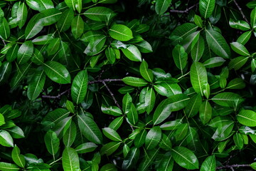 Fresh green leaves background, Overlay fresh leaf pattern, Natural foliage textured and background