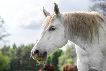 Portrait of a white Arabian horse in a meadow among the greenery. Poland