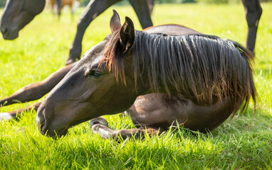 Black horse portrait. A horse lying in a meadow among the grasses. Head close up. Spring Summer