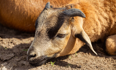 Fototapeta premium Goat. Cameroonian sheep. Background, portrait. Ranch