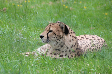 cheetah in a zoo in france