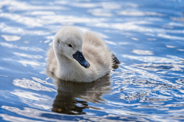 Close up of a cute fluffy cygnet swimming on blue coloured  lake