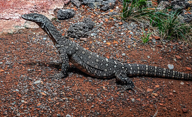 Northern Pilbara rock monitor on the ground. Latin name - Varanus pilbarensis	