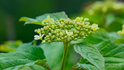 Nature, plants and flowers.