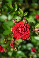 Red rose bright background, flowers pattern. Bouquet of fresh roses

