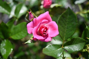 Pink roses, pink single flowers