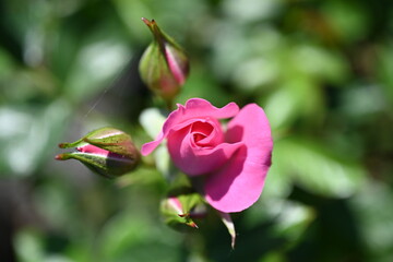 Pink roses, pink single flowers